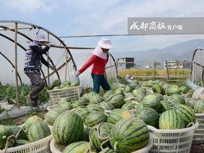 近期新建吃瓜群,揭秘近期火爆的吃瓜群风云